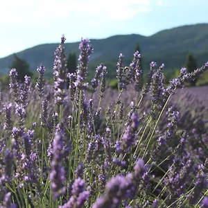 Hébergement de vacances Les Costoliers, Châteauneuf-Miravail